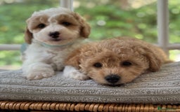 Mixed Breed dogs for sale: Teddy bear puppies - Image 20