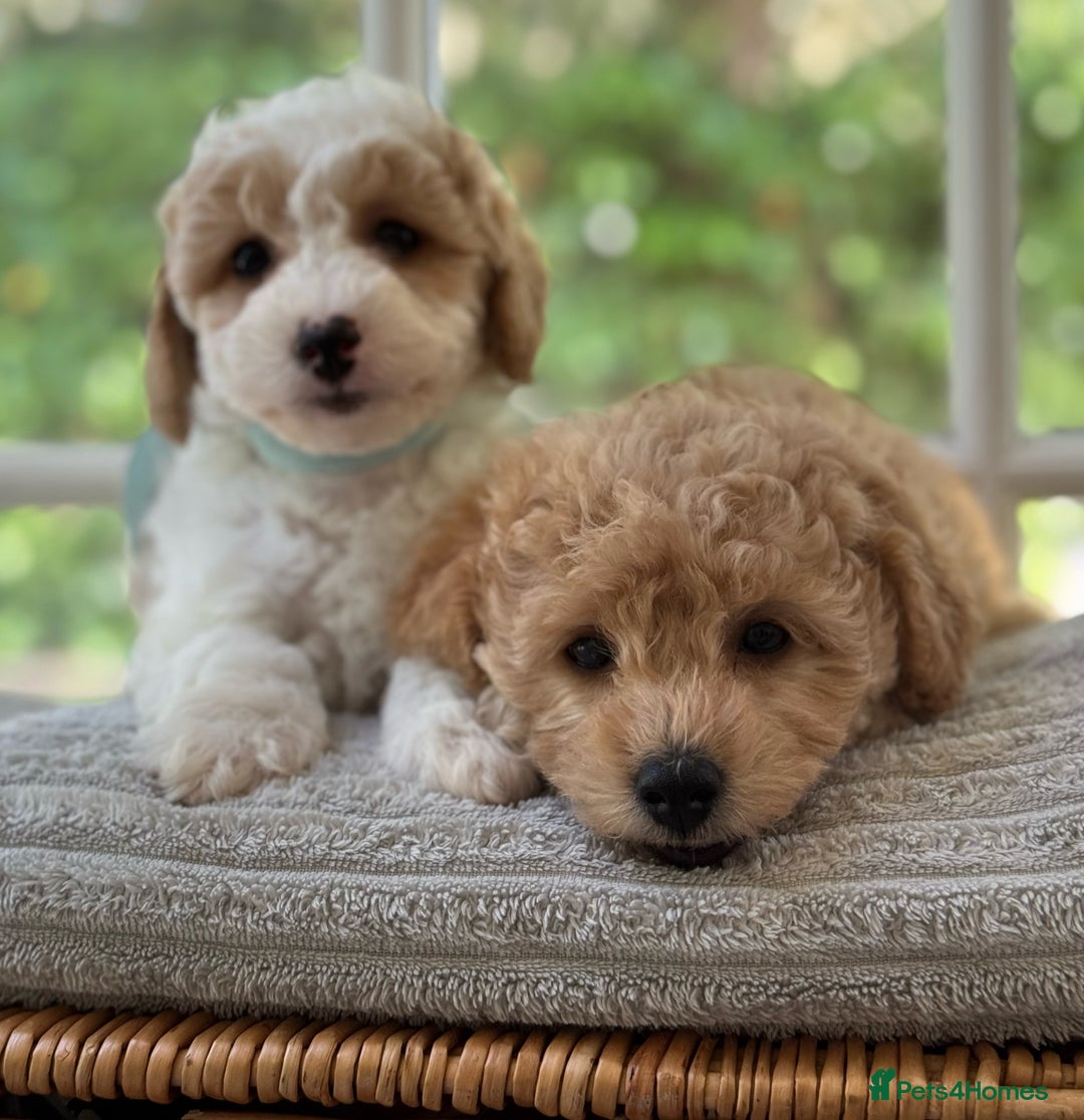 Mixed Breed dogs for sale: Teddy bear puppies - Image 20