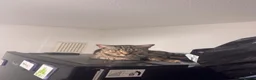 Domestic Shorthair cats for sale:  Pixie & Shadow Bonded Sisters - Advert 5
