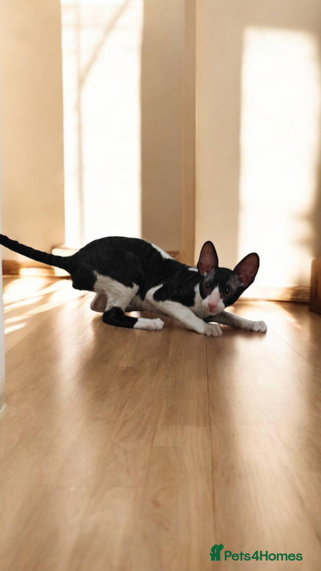 Cornish Rex cats for sale: Cornish Rex kitten  - Advert 4