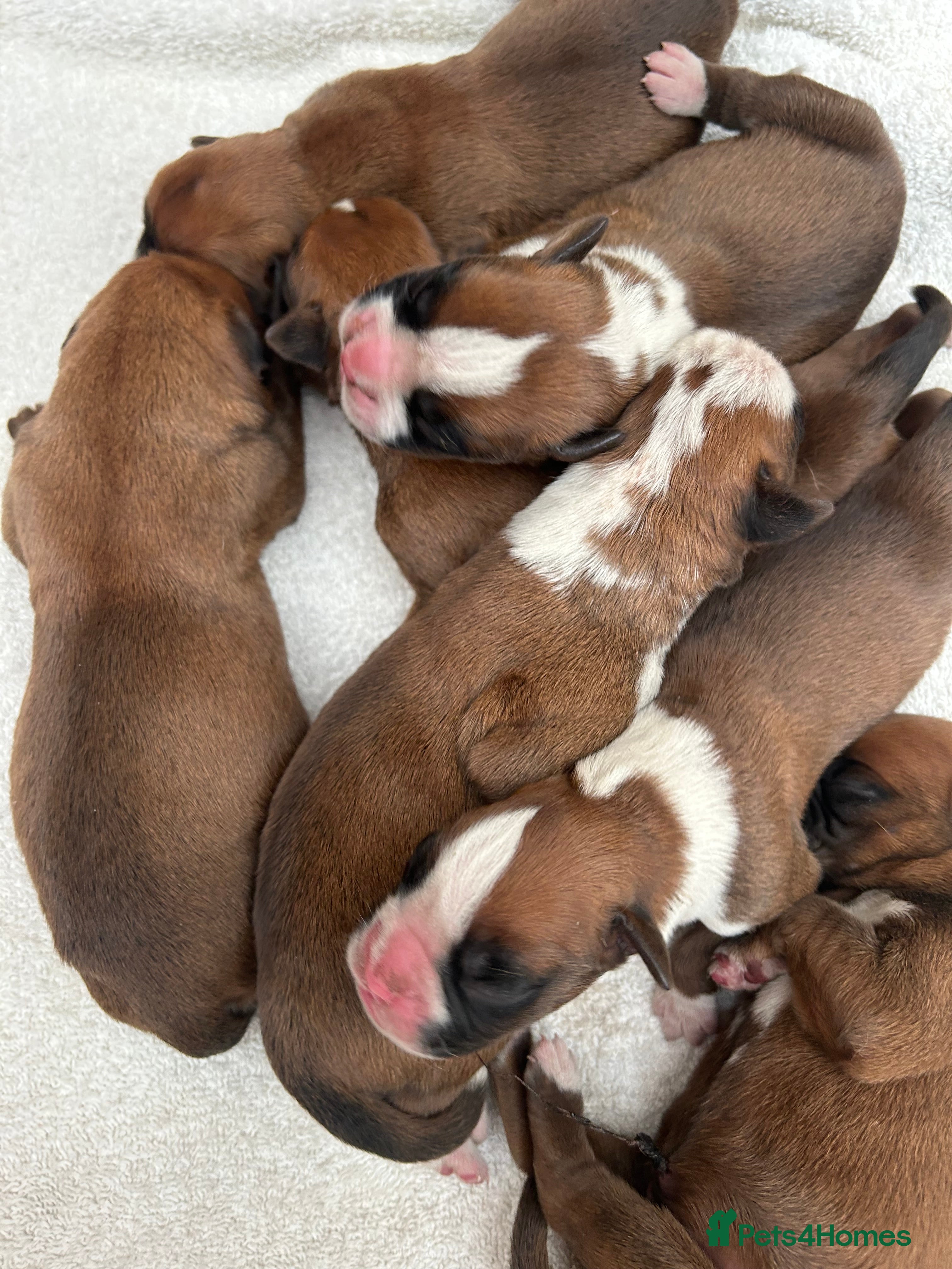 Boxer dogs 5 STAR LICENSE BREDDER 22 years experience  - Advert 9