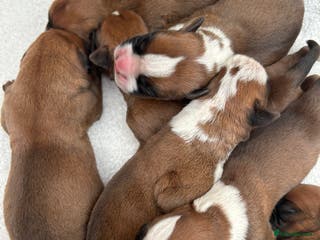 Boxer dogs 5 STAR LICENSE BREDDER 22 years experience - Advert 2