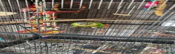 Conures birds for sale: Concure parrot  in Wrexham - Advert 3