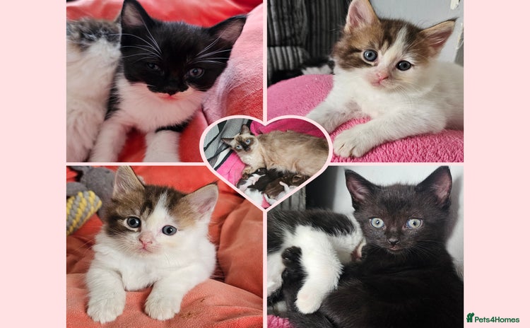 Mixed Breed cats - Advert 1