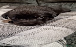 Labrador Retriever dogs for sale: KC Registered Black Lab (1 Girl, 1 boy remaining) - Image 3