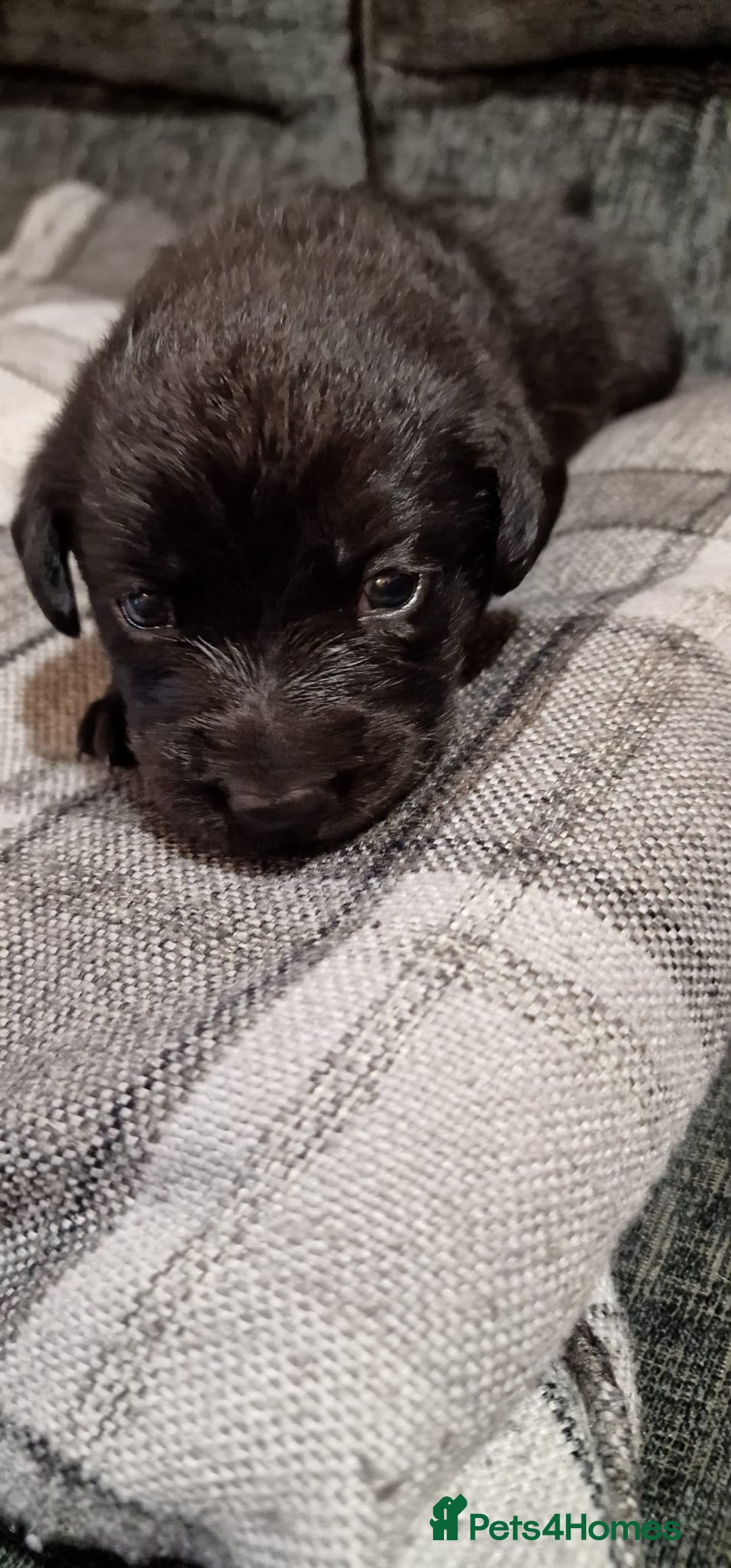 Labrador Retriever dogs for sale: KC Registered Black Lab (1 Girl, 1 boy remaining) - Image 3