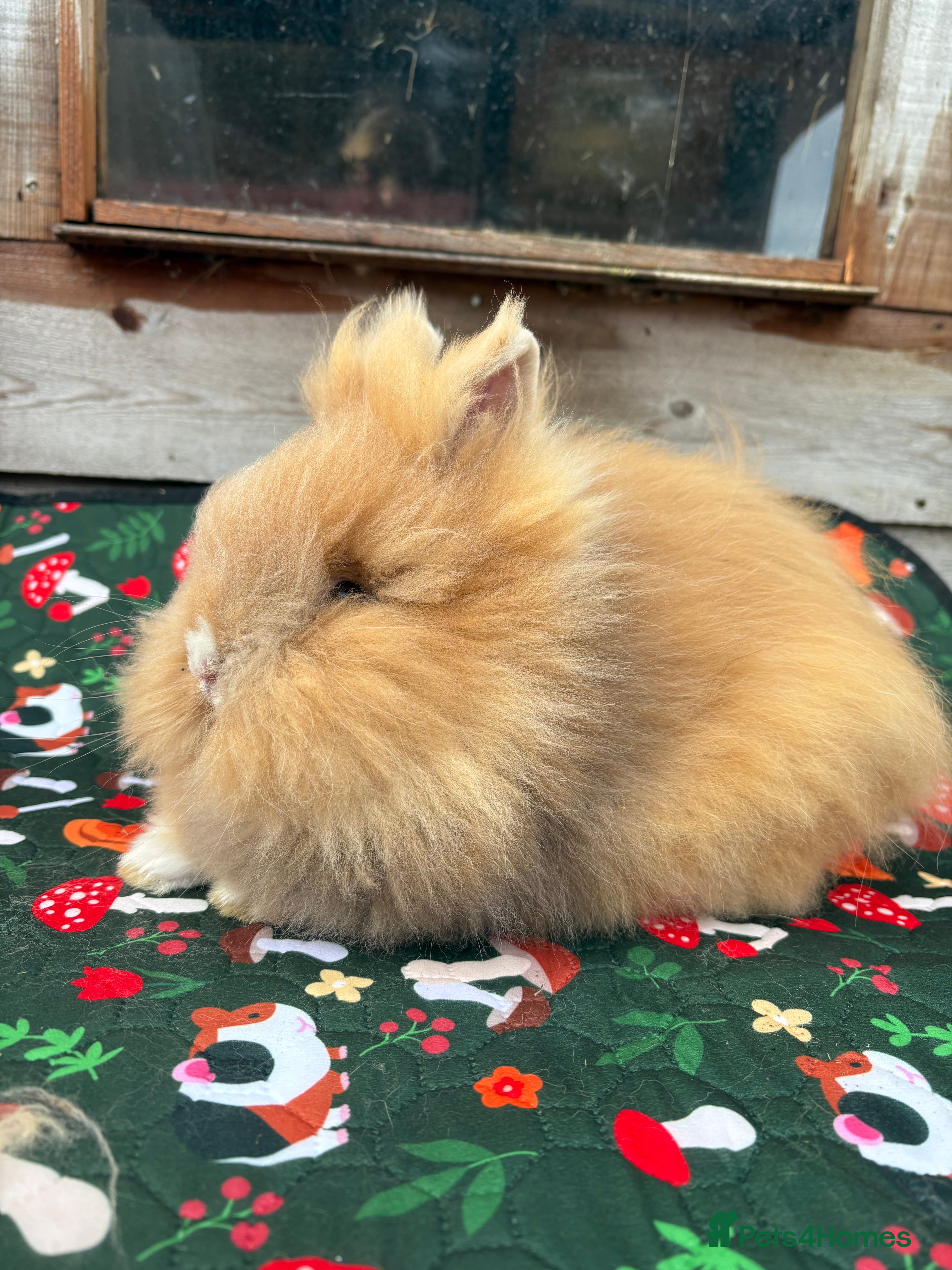 Lionhead rabbits Baby Double mane lion head rabbits for sale  - Advert 5