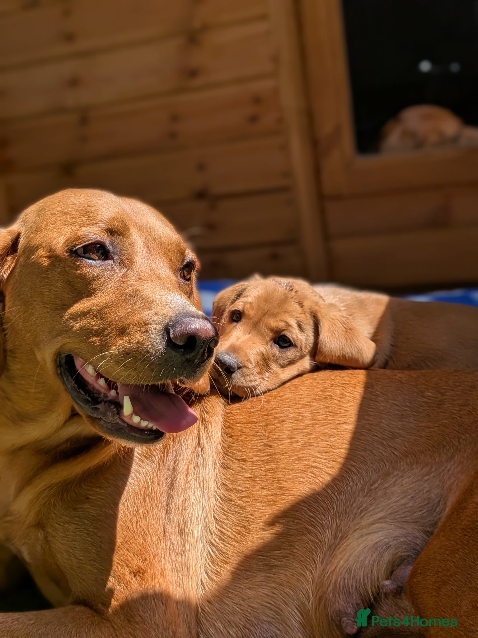 Labrador Retriever dogs Two gorgeous KC Fox Red Labrador boys left - Advert 2