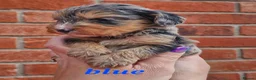 Cockapoo dogs for sale: Stunning toy cockerpoo puppy's for sale  in Ashbourne - Advert 15