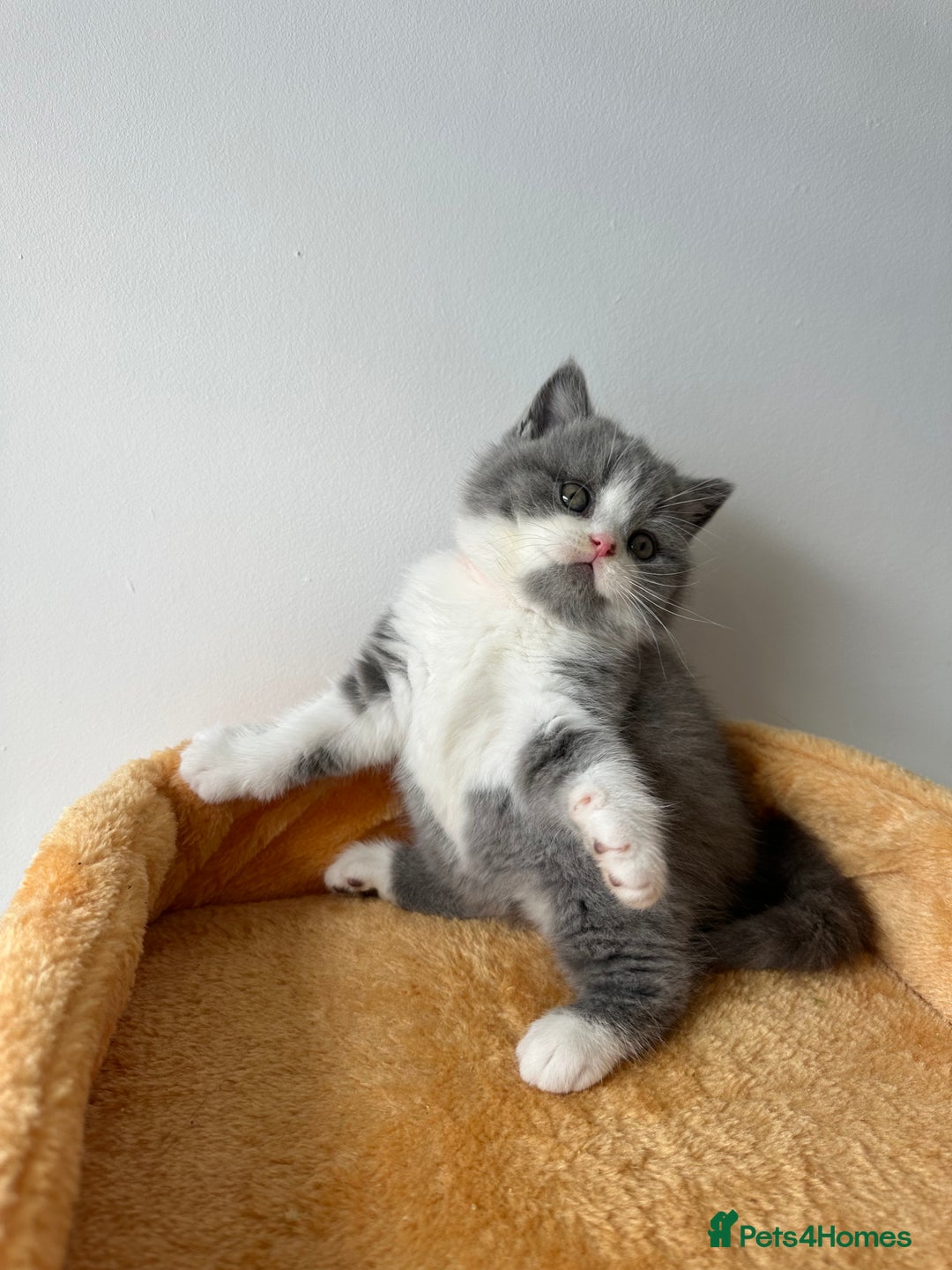 British Shorthair cats for sale: 🐻 Beautiful Teddy Bear BSH and BLH 🐻 - Image 27