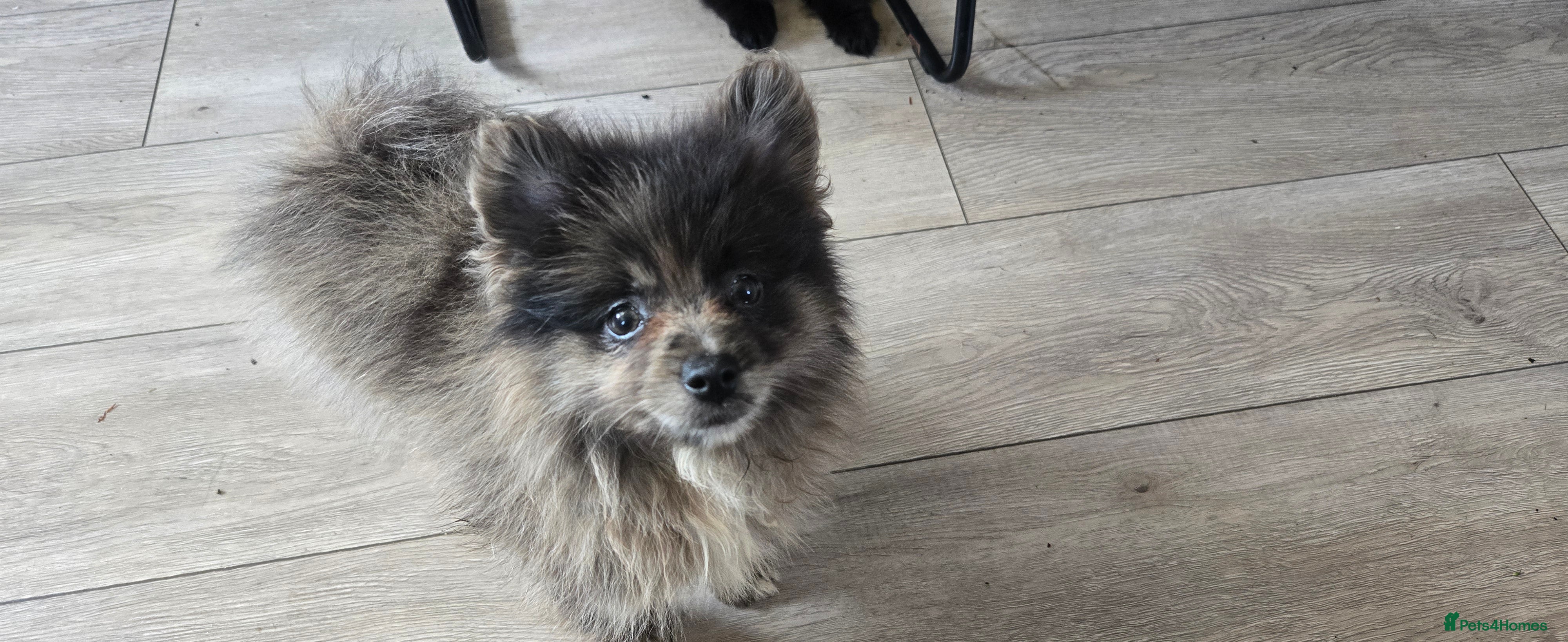 Pomeranian dogs  3 gorgeous pomeranian puppies available  - Advert 2