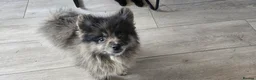 Pomeranian dogs for sale:  3 gorgeous pomeranian puppies available  - Advert 3