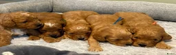 Cavapoo dogs for sale: Beautiful f1b puppies  in Wisbech - Advert 1