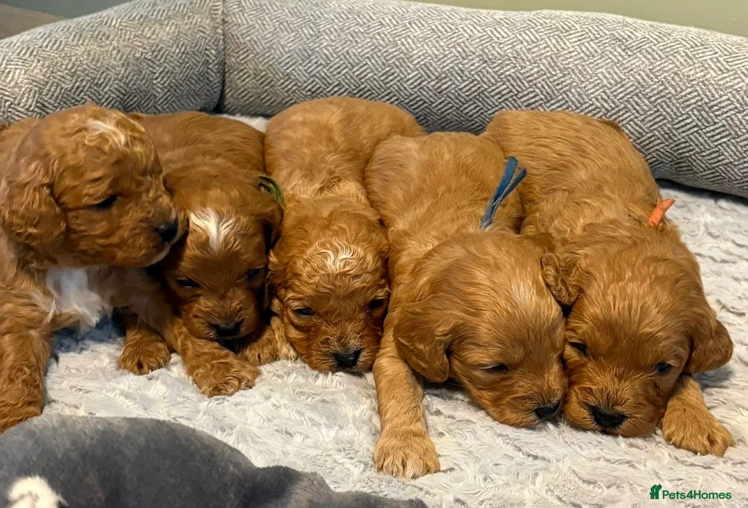 Cavapoo dogs for sale: Beautiful f1b puppies  in Wisbech - Advert 1