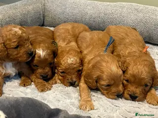 Cavapoo dogs for sale: Beautiful f1b puppies - Advert 2