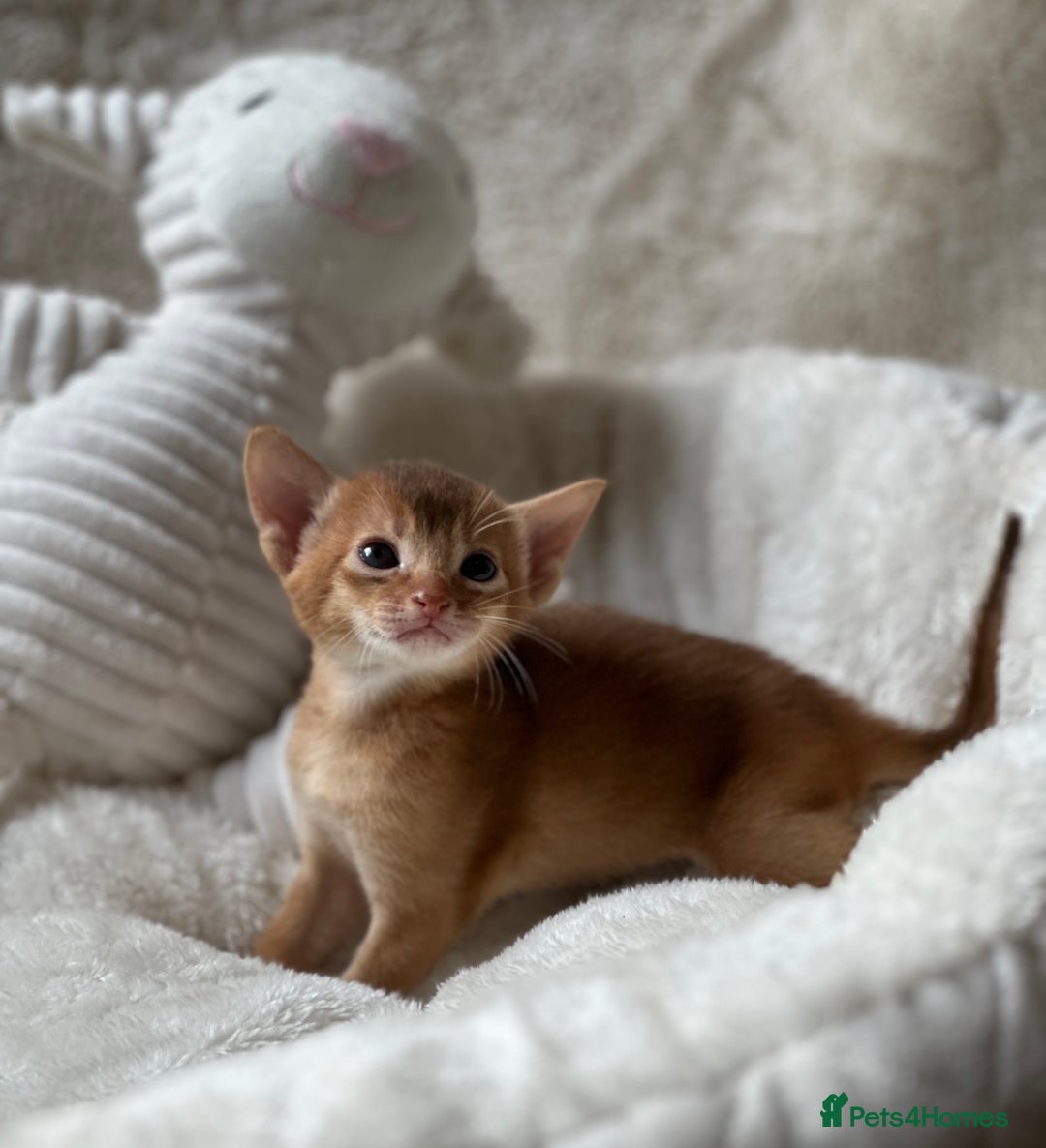 Abyssinian cats for sale: 🏆🥇🏵️Top Quality Champion Lines Abyssinian - Image 19
