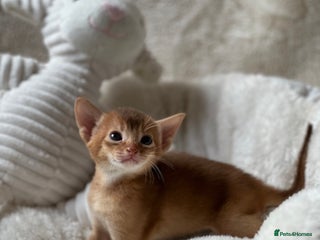 Abyssinian cats - Advert 3