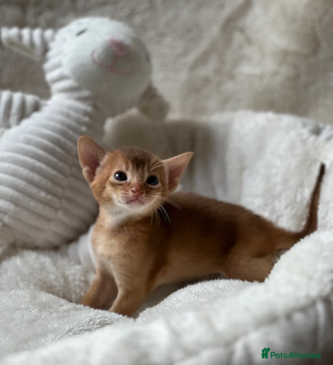 Abyssinian cats for sale:  🏆🥇🏵️Top Quality Champion Lines Abyssinian  - Advert 4