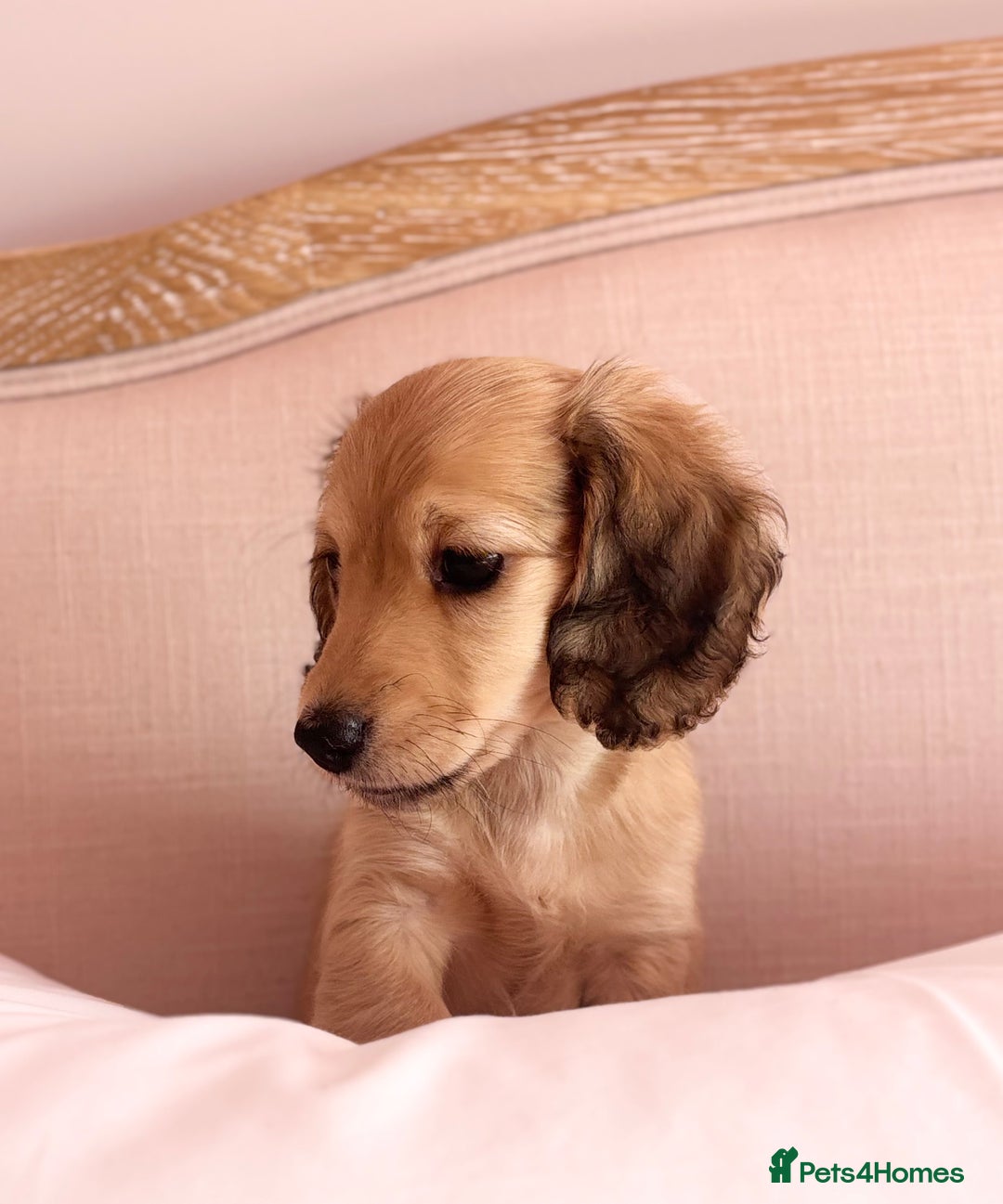 Miniature Dachshund dogs for sale: KC 🐶 Miniature Long Haired Cream Dachshund 🐶  - Advert 4