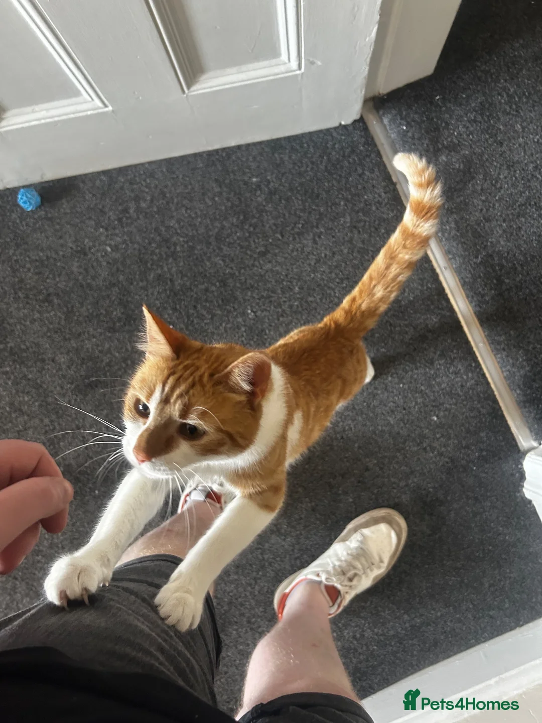 Mixed Breed cats for sale: Two male cats needing a forever home in Darlington - Advert 7