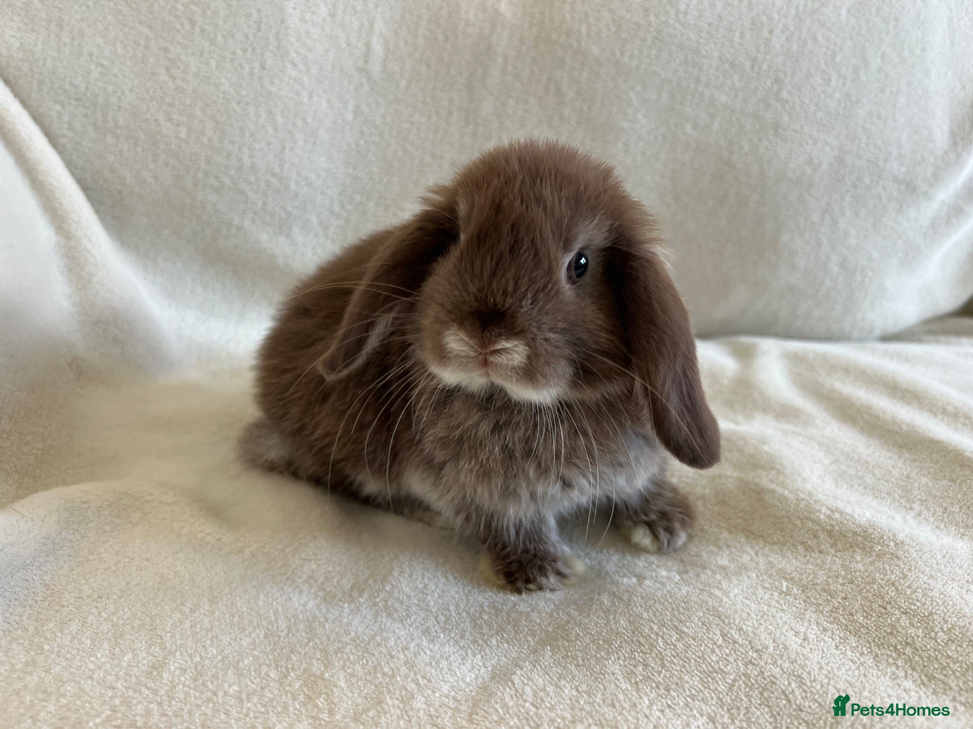 Mini Lop rabbits Mini Lops Ready to Leave Now - Advert 1