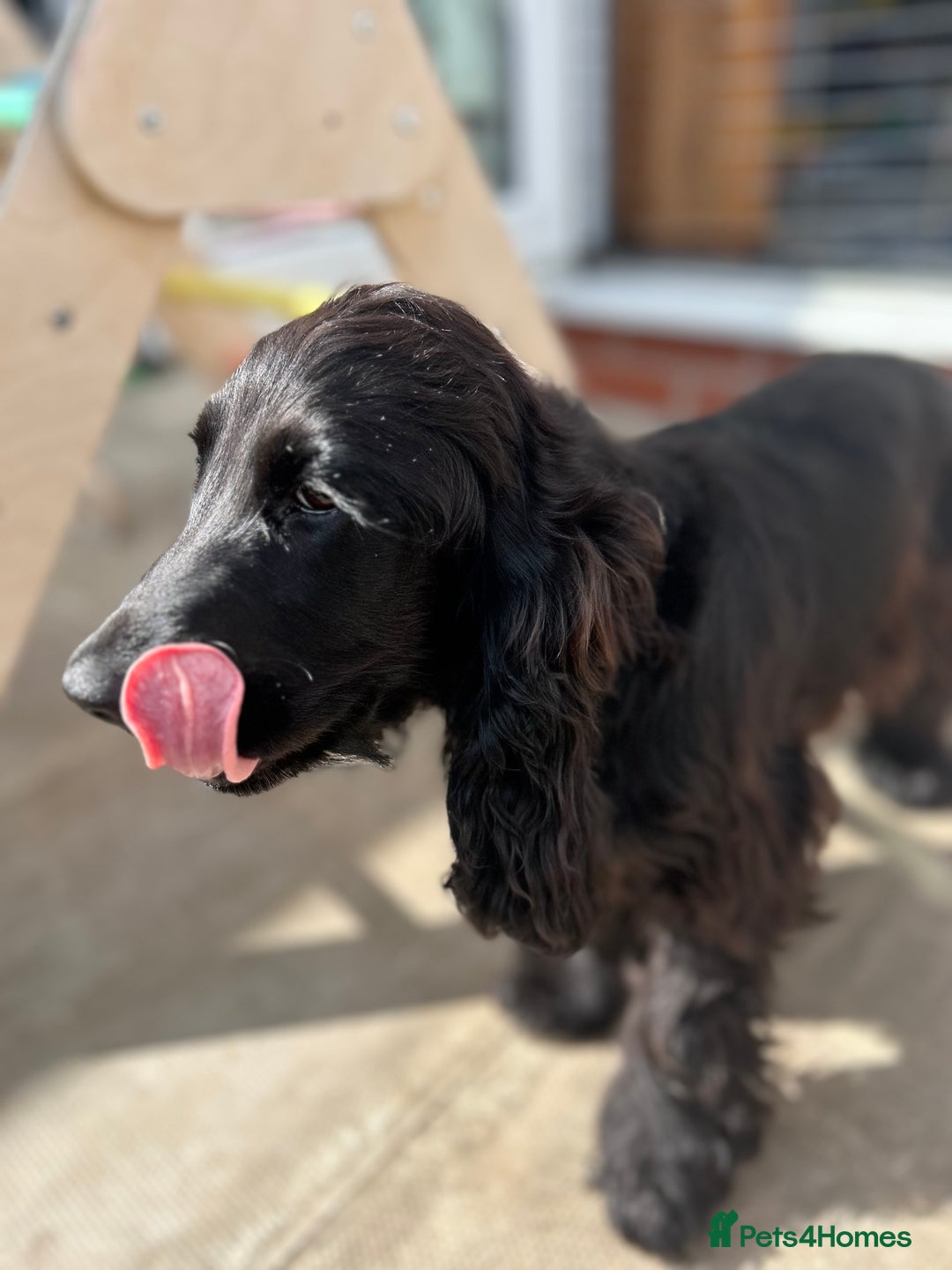 Cocker Spaniel dogs for sale: Show Cocker Spaniel Female 5 months old - Image 5