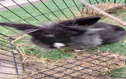 Lionhead rabbits for sale: 2 rabbit in need of a good home 8 months old in Birmingham - Image 6