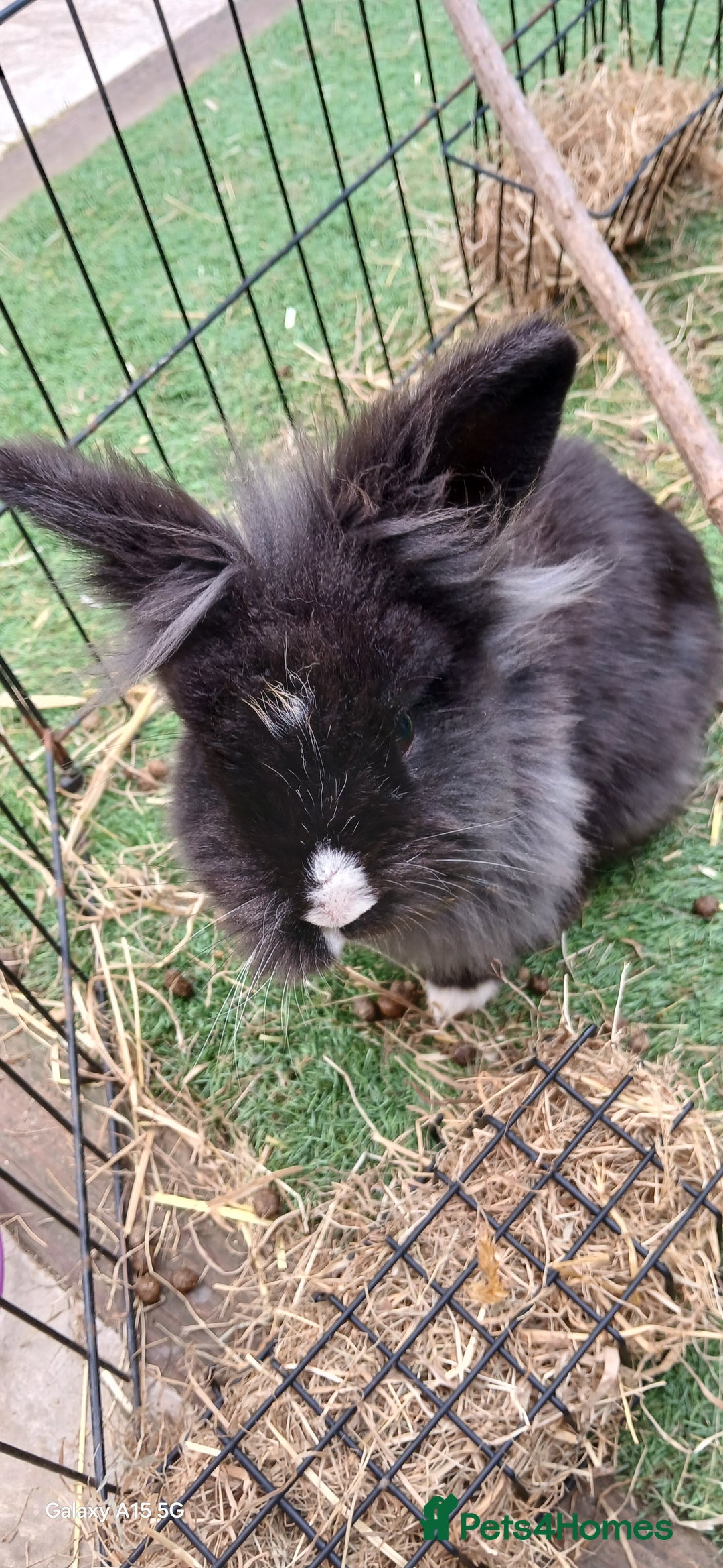 Lionhead rabbits for sale: 2 rabbit in need of a good home 8 months old in Birmingham - Image 6
