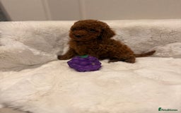 Mixed Breed dogs for sale: Beautiful Deep Red Poodle Puppy’s For Sale Kent  - Image 5