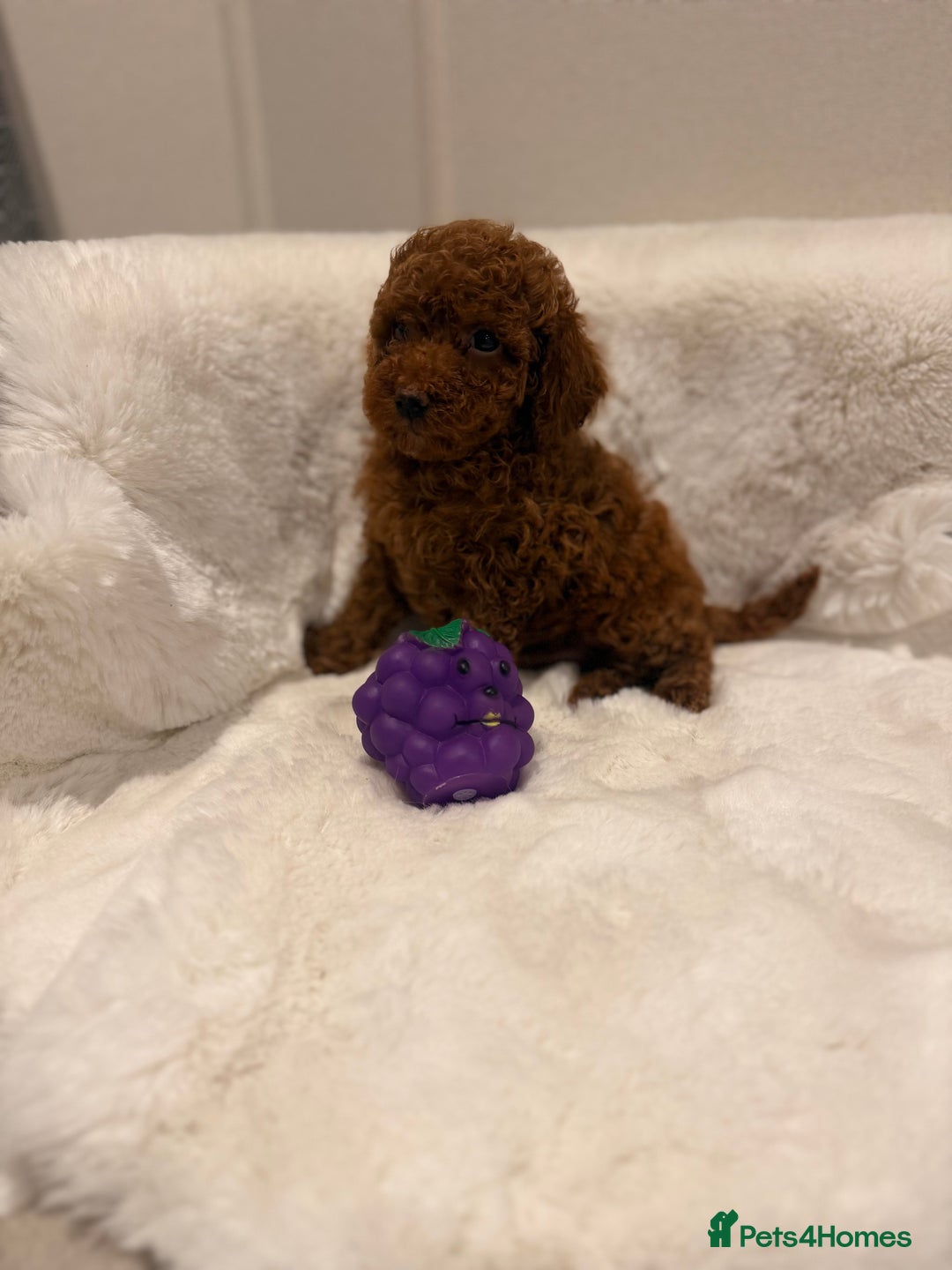 Mixed Breed dogs for sale: Beautiful Deep Red Poodle Puppy’s For Sale Kent  - Image 5
