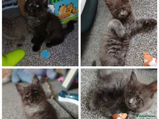 Maine Coon cats Pure breed Maine coon kittens - Advert 6
