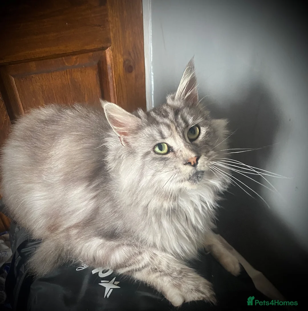 Maine Coon cats for sale: Registered Active Silver Torbie Female Maine Coon  - Advert 2
