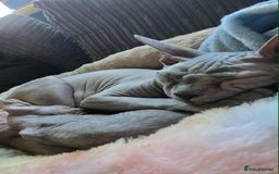 Sphynx cats for sale: 2 Sphynx Kittens. - Image 8