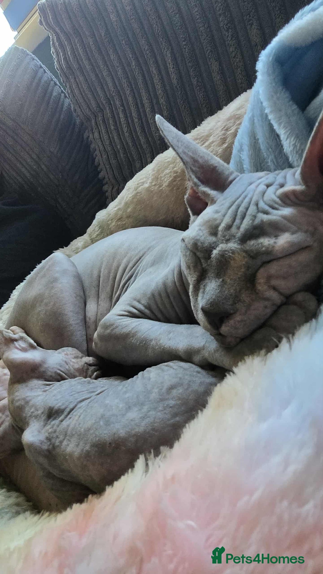 Sphynx cats for sale: 2 Sphynx Kittens. - Image 8