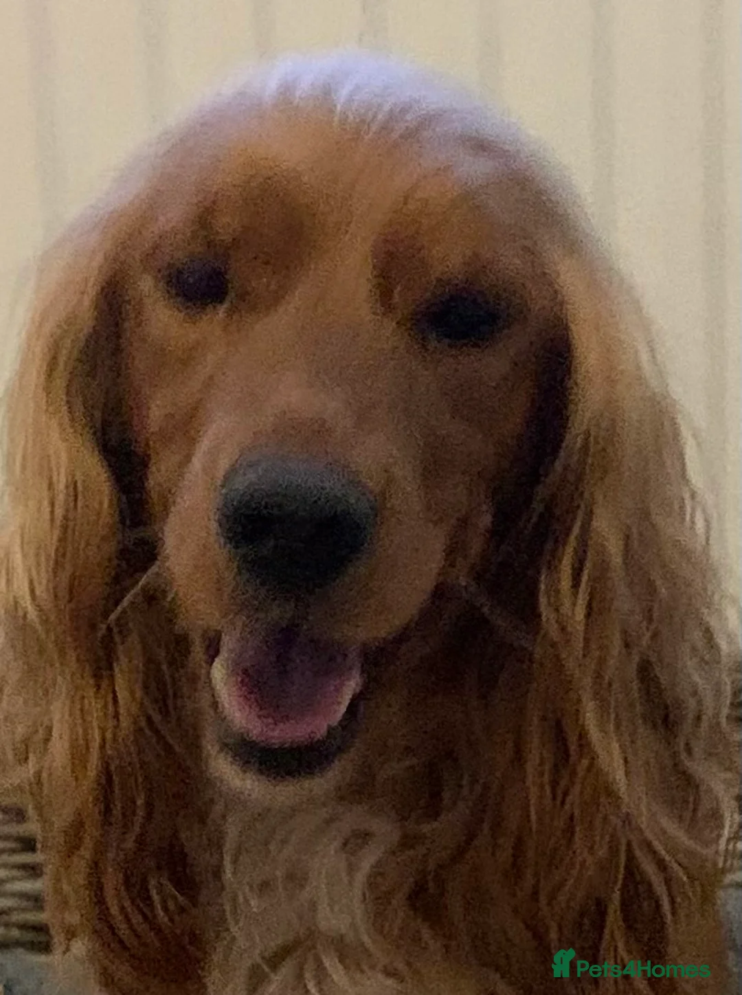 Cocker Spaniel dogs for sale: Beautiful KC Cocker Spaniel for sale!!!  - Advert 4