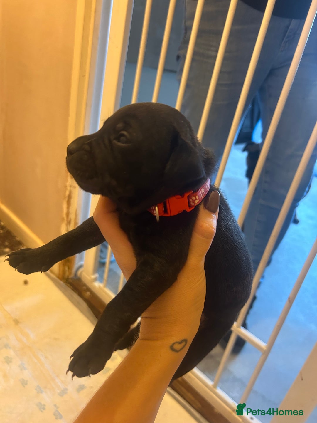 Staffordshire Bull Terrier dogs for sale: 5 staff pups  - Image 8