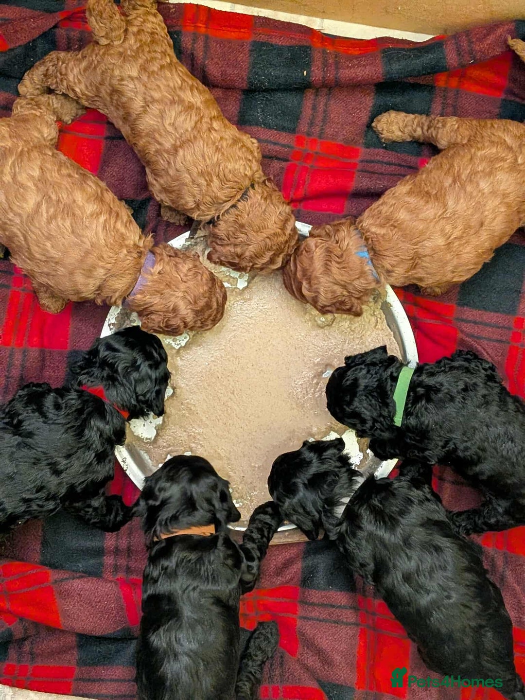 Cockapoo dogs for sale: ⭐Cockapoo beauties born to steal hearts⭐ - Advert 4