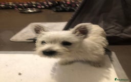 West Highland Terrier dogs for sale: Beautiful west highland puppies for sale - Image 23