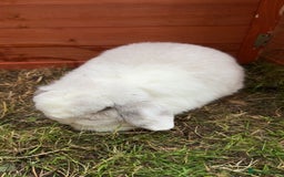 Mini Lop rabbits for sale: Mini Lop Doe/ READ BIO - Image 4