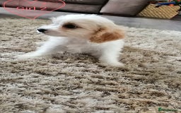 Cavachon dogs for sale: Cavachon Puppies - Image 15