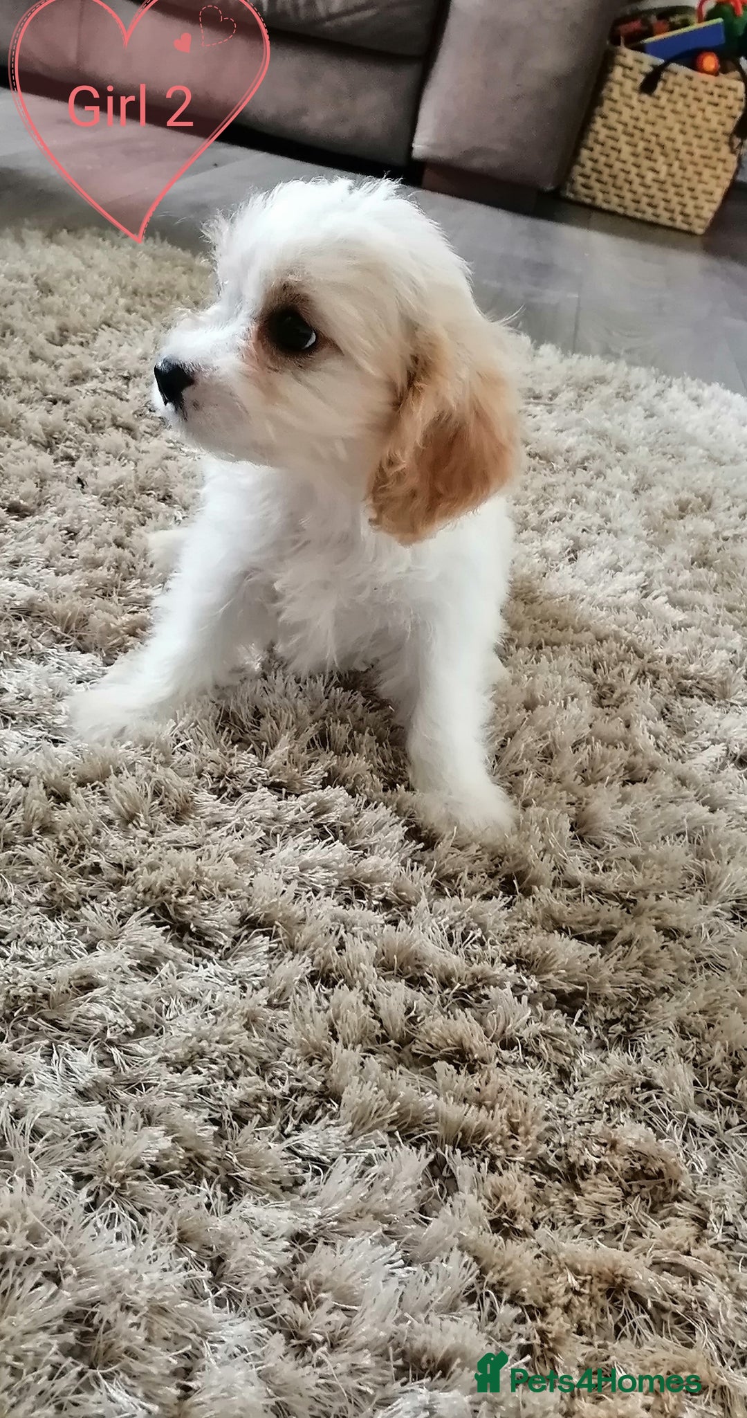 Cavachon dogs for sale: Cavachon Puppies - Image 15