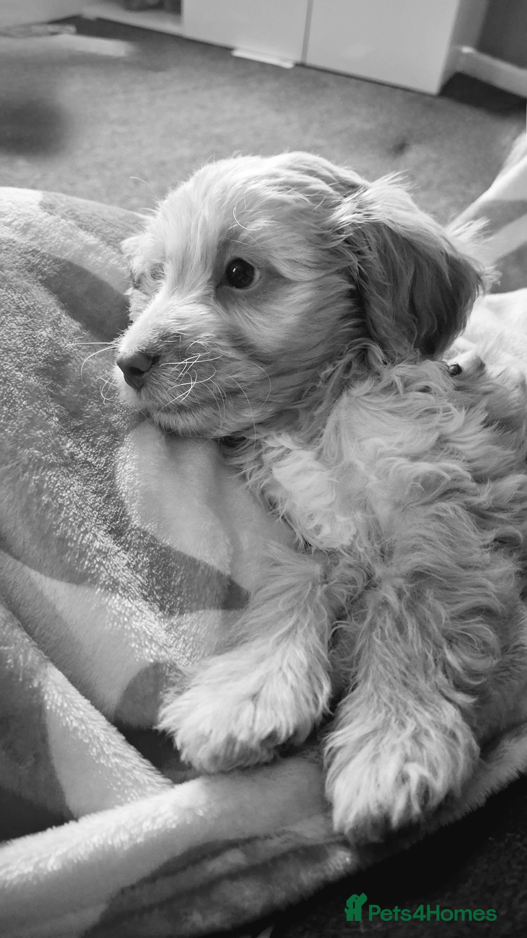 Cockapoo dogs for sale: Cockapoo puppy  - Image 1