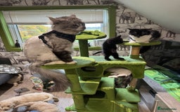 Mixed Breed cats for sale: Long haired girl fluffy Kittens  - Image 18