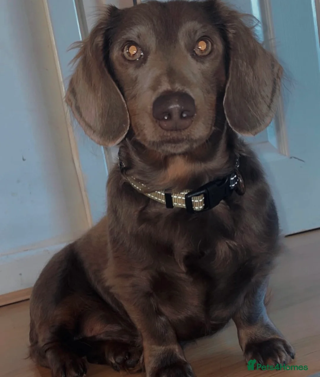 Dachshund dogs for sale: Ziggy and Zara  - Advert 2