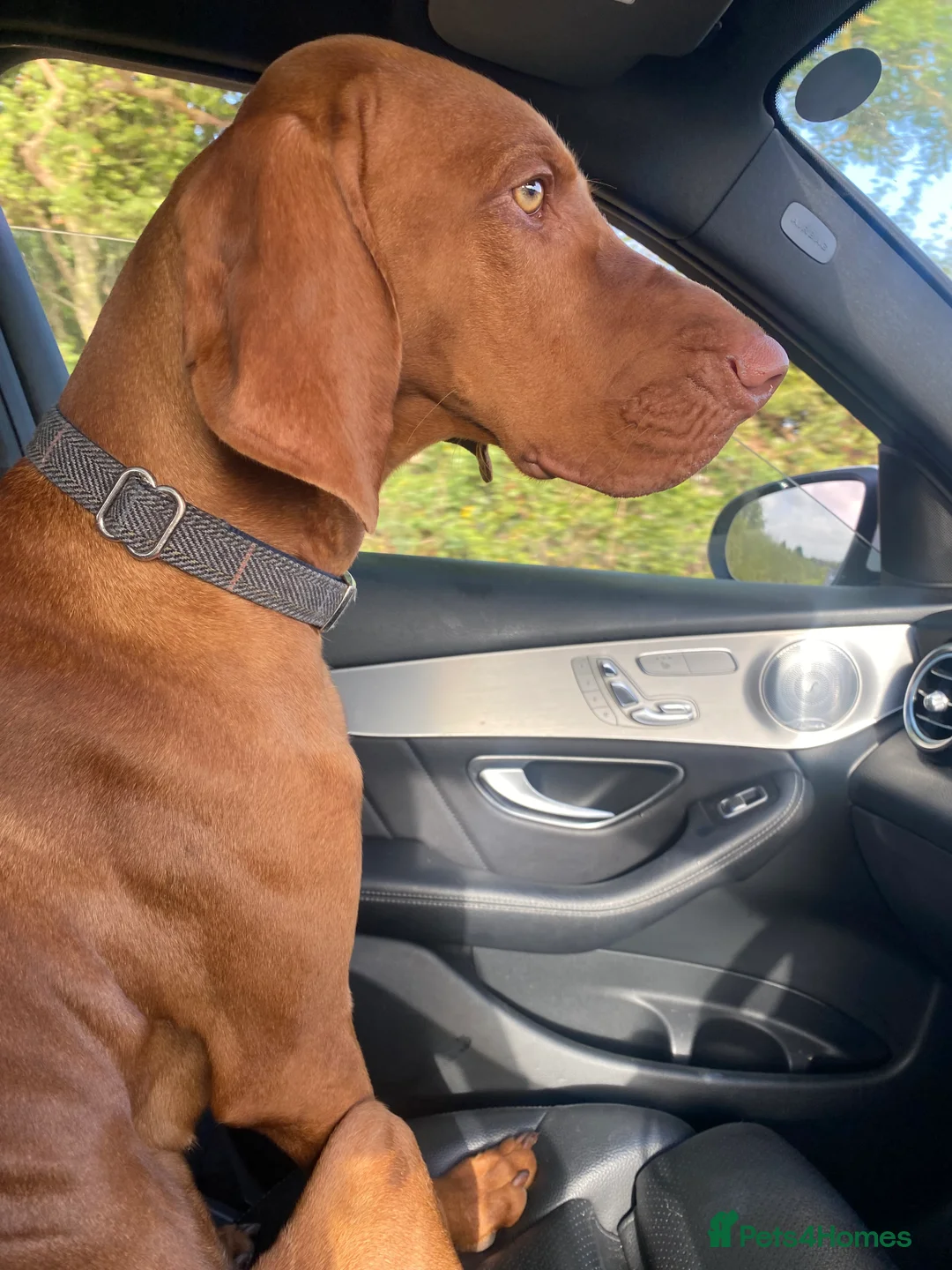 Hungarian Vizsla dogs for stud: Full KC Registered Hungarian Vizsla for stud - Advert 4