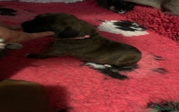 Boxer dogs for sale: KC registered Boxer Puppies - Image 11