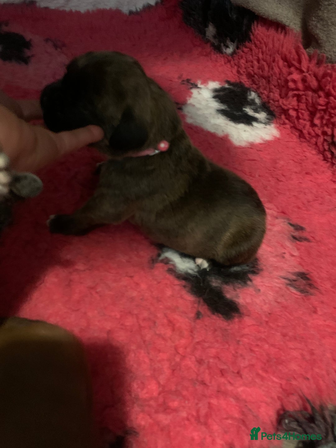 Boxer dogs for sale: KC registered Boxer Puppies - Image 11