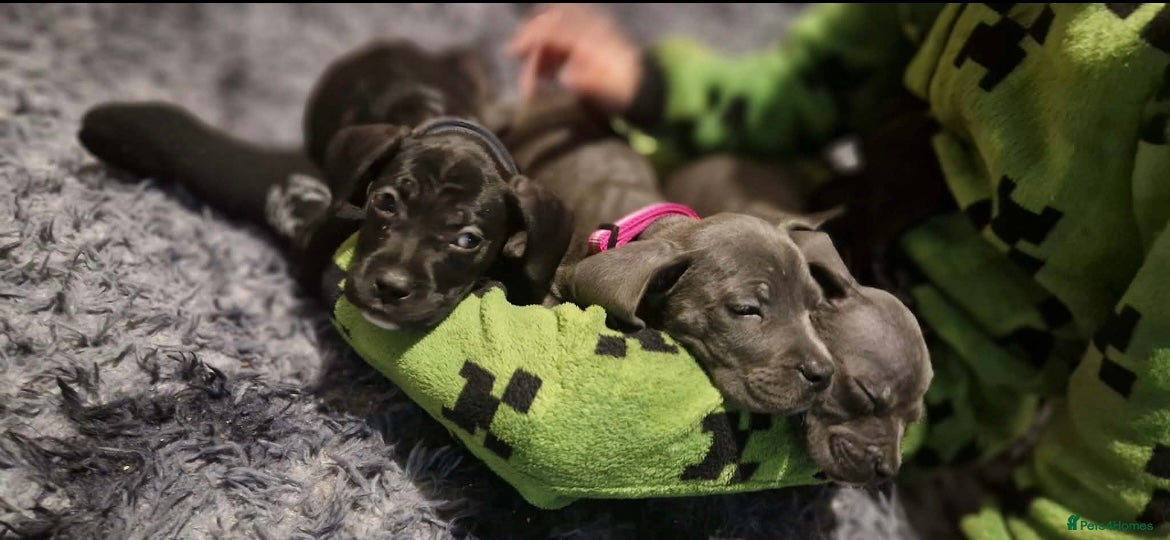 Mixed Breed dogs Cane corso cross Staffordshire bull terrier hybrid - Advert 2