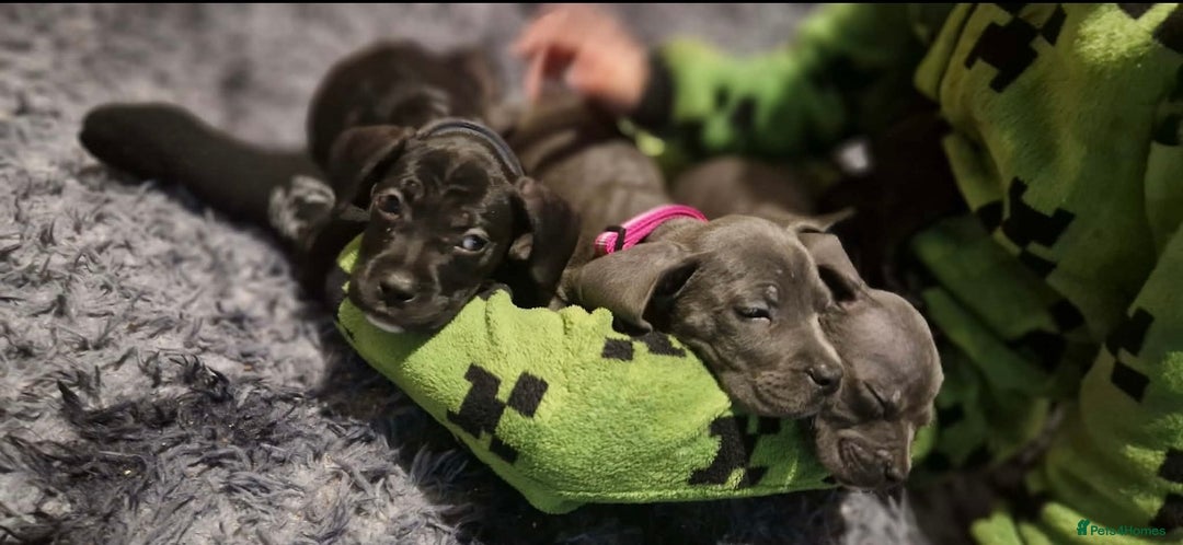 Mixed Breed dogs for sale: Cane corso hybrid - Advert 12