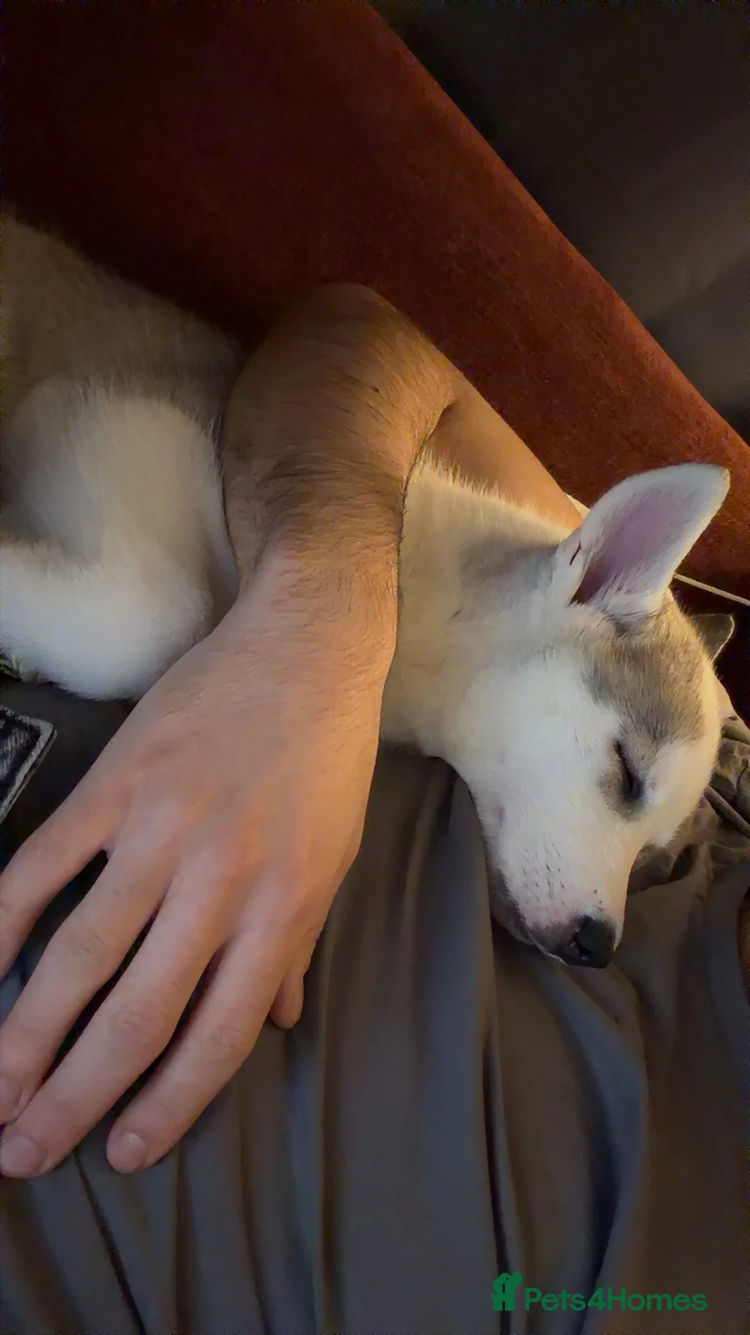 Siberian cats for sale: Blue eyes husky  - Advert 4